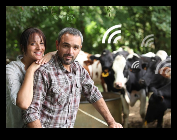 Holandes pienotavas Vizuāls ceļojums pa lauku dzīvi 5 Holandes pienotavas: lauku dzīves mākslinieciskās reprezentācijas