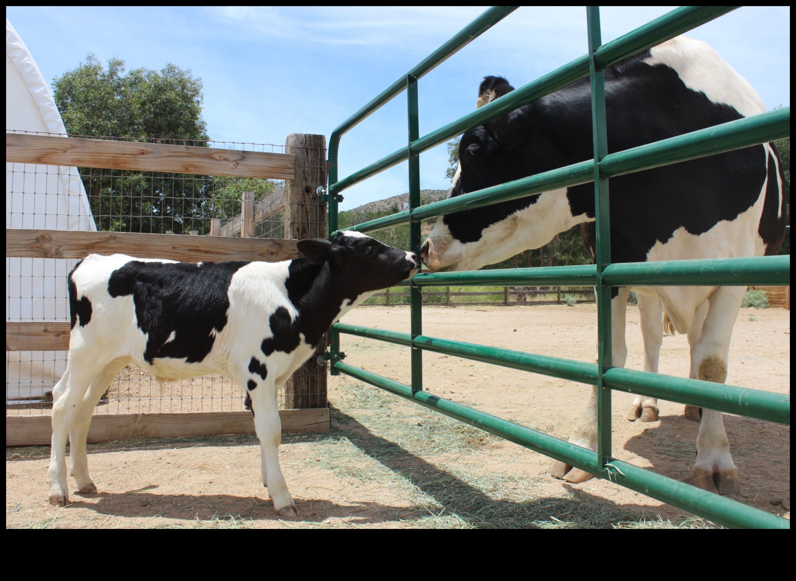 Holandes pienotavas Vizuāls ceļojums cauri lauku dzīvei 2 Holandes pienotavas: lauku dzīves mākslinieciskās reprezentācijas
