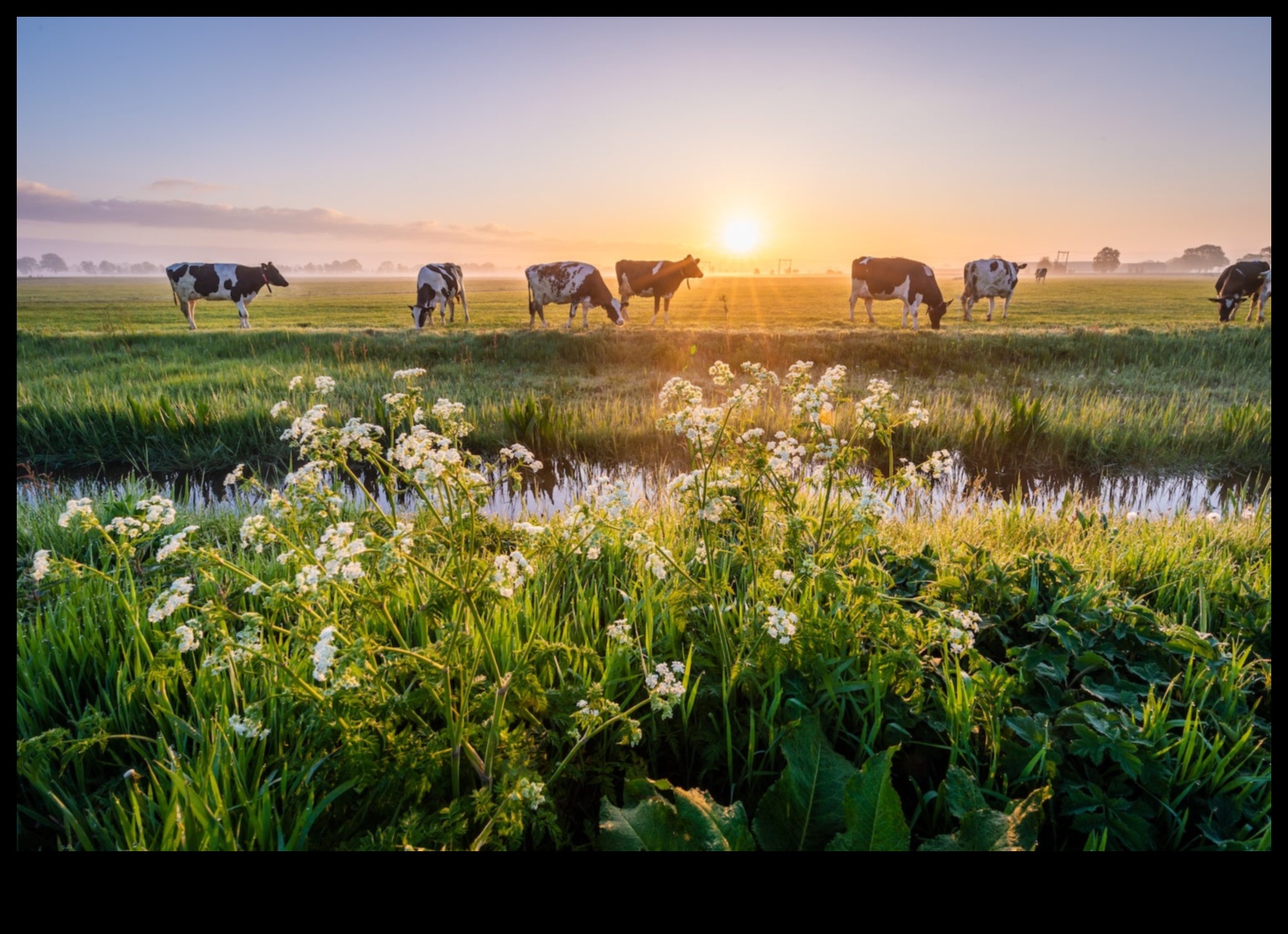 Holandes pienotavas Vizuāls ceļojums pa lauku dzīvi 4 Holandes pienotavas: lauku dzīves mākslinieciskās reprezentācijas